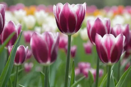 Synaeda Blue Tulipa / Тюльпан Сінеда Блу