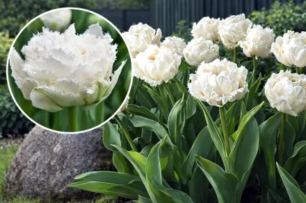 Тюльпан Сноу Кристал