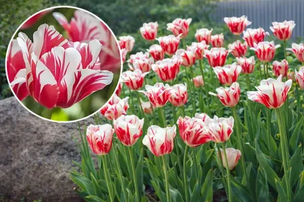 Sorbet Tulipa / Тюльпан Сорбет