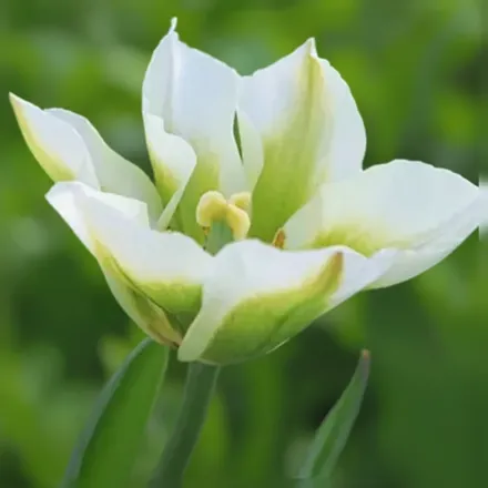 Spring Green Tulipa / Тюльпан Спрінг Грін