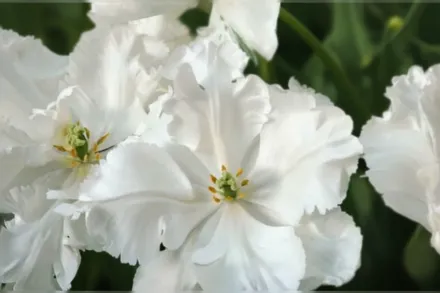 Super Parrot Tulipa / Тюльпан Супер Паррот