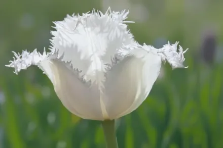 Swan Wings Tulipa / Тюльпан Сван Вінгс
