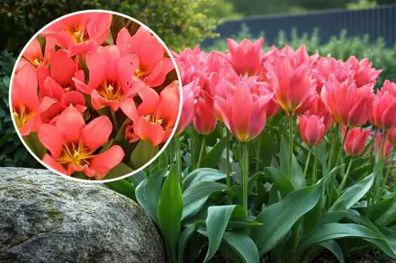 Торонто Тюльпан / Tulipa Toronto