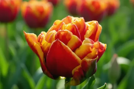 Тюльпан Цілеста / Tulipa Cilesta