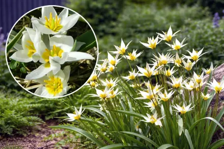 Тюльпан туркестанський / Tulipa turkestanica