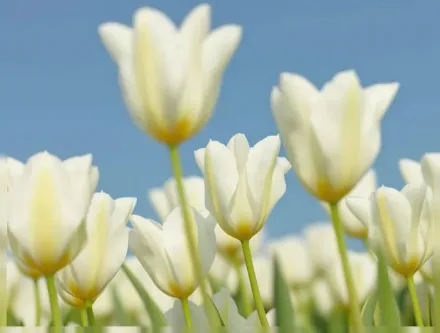 White Triumphator Tulipa / Тюльпан Вайт Тріумфатор