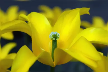 West Point Tulipa / Тюльпан Вест Поінт