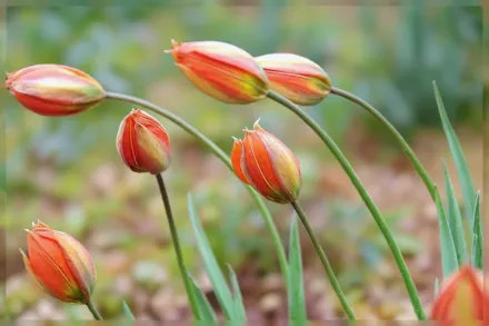 Тюльпан вітталлі / Tulipa whittallii