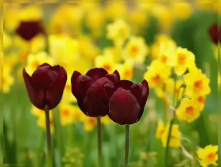 Jan Reus Tulipa / Тюльпан Ян Реус