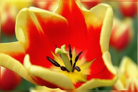 Jan Seignette Tulipa / Тюльпан Ян Сейньєт