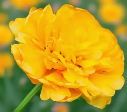 Yellow Pompenette Tulipa / Тюльпан Єллоу Помпенет