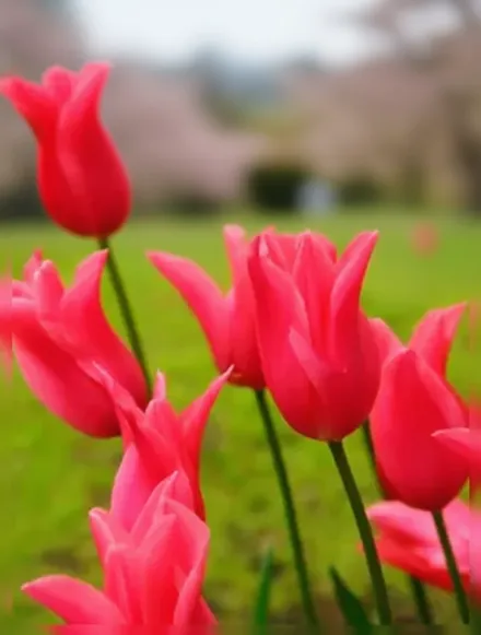 Jacqueline Tulipa / Тюльпан Жаклін