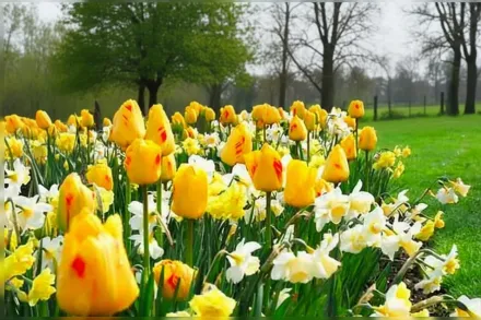 Juliette Tulipa / Тюльпан Жюльєт