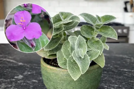 Tradescantia sillamontana / Традесканція силамонтана