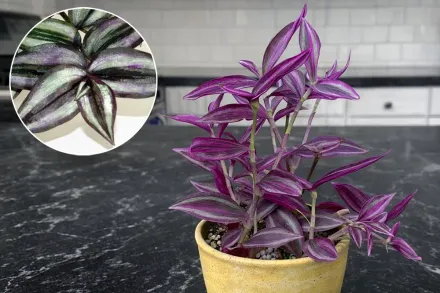 Tradescantia zebrina / Традесканція зебріна