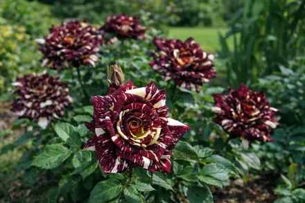 Троянда Абракадабра / Rosa Abracadabra