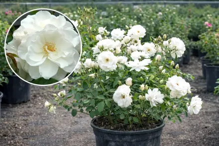 Iceberg Rosa / Троянда Айсберг