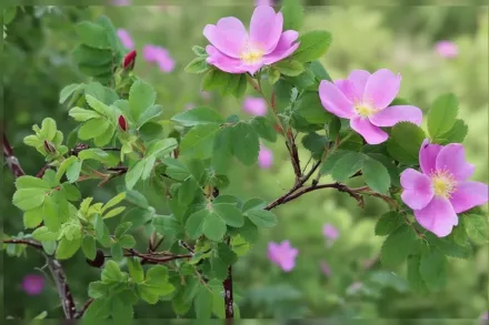 Rosa arkansana / Троянда арканзаська