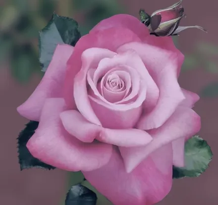 Барбра Стрейзанд Троянда / Rosa Barbra Streisand