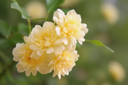 Лютеа Троянда Бенкса / Rosa banksiae Lutea