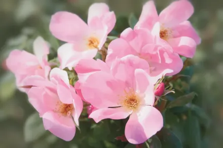 Блашинг Нок Аут Троянда / Rosa Blushing Knock Out