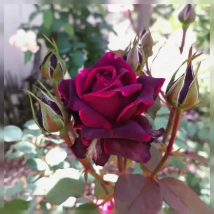 Бріндабелла Крімсон Найт Троянда / Rosa Brindabella Crimson Knight