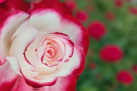 Cherry Parfait Rosa / Троянда Черрі Парфе