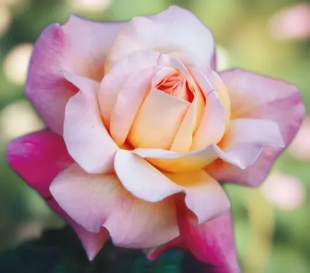 Chicago Peace Rosa / Троянда Чикаго Піс