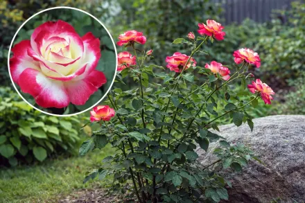 Дабл Делайт Троянда / Rosa  Double Delight