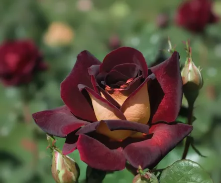 Дарк Найт Троянда / Rosa Dark Night