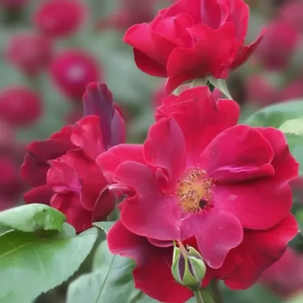 Даскі Мейден Троянда / Rosa Dusky Maiden