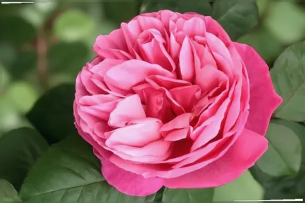 Ді-Ліш Троянда / Rosa Dee-Lish