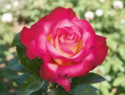 Дік Кларк Троянда / Rosa Dick Clark