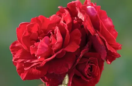 Дон Джуан Троянда / Rosa Don Juan