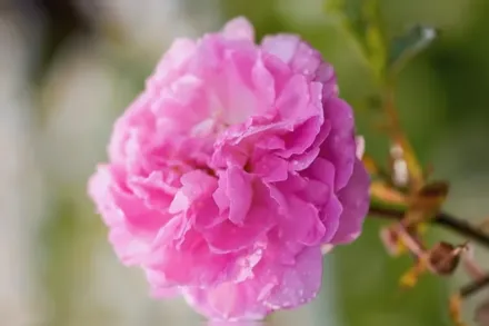 Троянда Дороті Перкінс