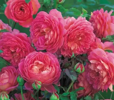 Джубілі Селебрейшн Троянда / Rosa Jubilee Celebration