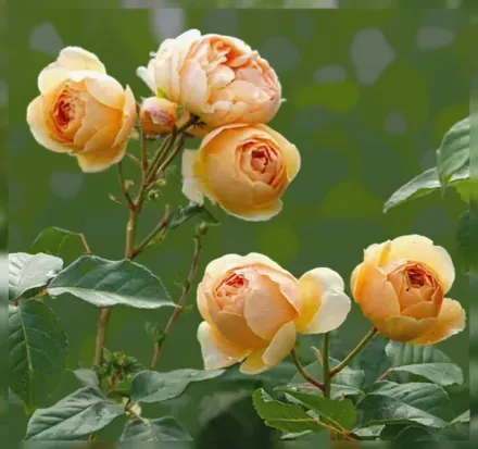 Джуд зе Обскур Троянда / Rosa Jude the Obscure