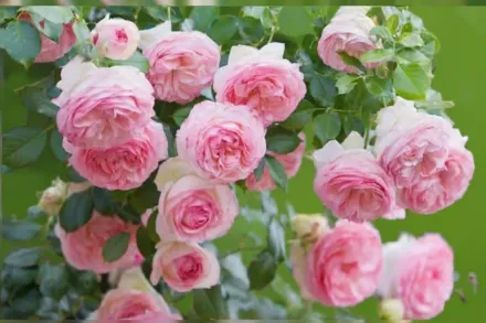 Еден Клаймбер Троянда / Rosa Eden Climber