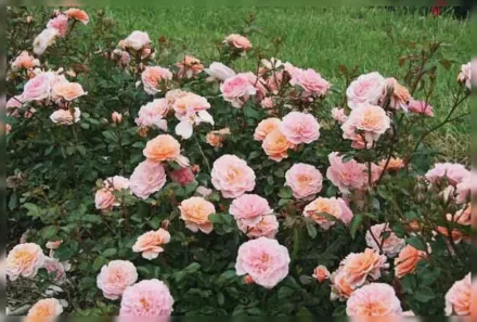 Ейпрікот Дріфт Троянда / Rosa Apricot Drift