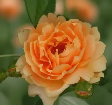 Ет Ласт Троянда / Rosa At Last