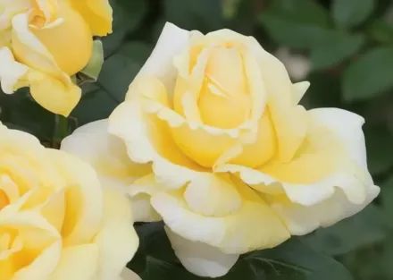 Етернал Флейм Троянда / Rosa Eternal Flame