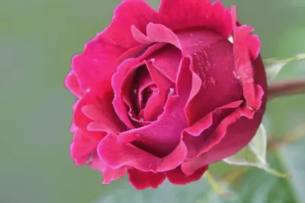 Етуаль де Голланд Троянда / Rosa Etoile de Hollande