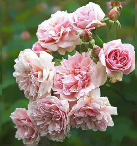 Фелісія Троянда / Rosa Felicia