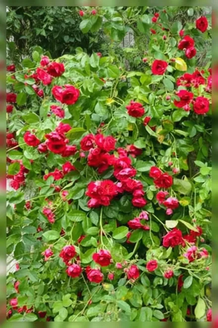 Фламментанц Троянда / Rosa Flammentanz