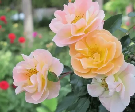 Flower Carpet Amber Rosa / Троянда Флауер Карпет Ембер