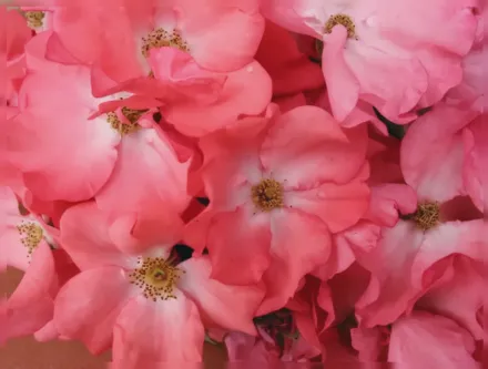 Flower Carpet Coral Rosa / Троянда Флауер Карпет Корал