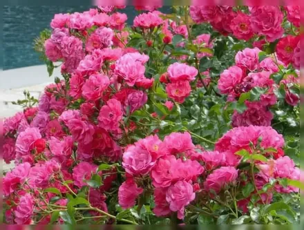 Flower Carpet Pink Supreme Rosa / Троянда Флауер Карпет Пінк Супрім