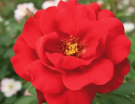 Флауер Карпет Скарлет Троянда / Rosa Flower Carpet Scarlet