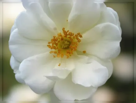 Троянда Флауер Карпет Вайт