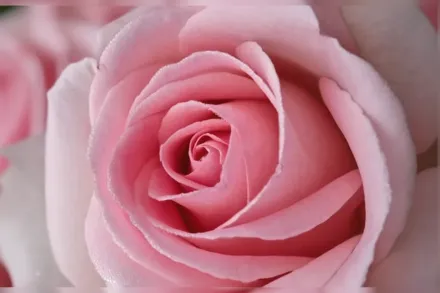 Francis Meilland Rosa / Троянда Френсіс Мейланд